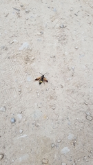 Scolia erythrocephala