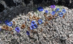 Chionocharis hookeri