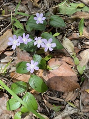Tripladenia cunninghamii