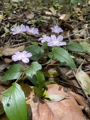 Tripladenia cunninghamii