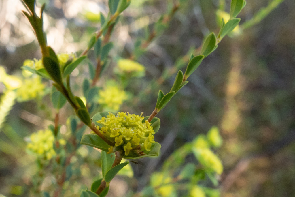 yellow rice-flower from West Wimmera, Victoria, Australia on October 30 ...