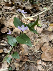 Tripladenia cunninghamii