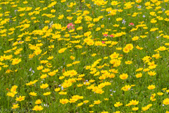 Coreopsis nuecensis