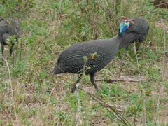 Numida meleagris mitratus