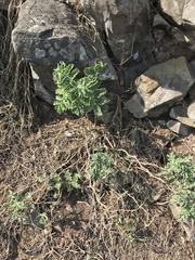 Solanum corneliomulleri
