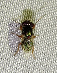 Physiphora clausa