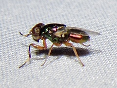 Physiphora clausa