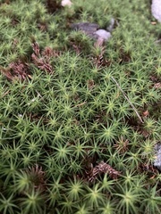 Polytrichum juniperinum