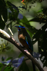 Momotus subrufescens