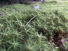 Polytrichum juniperinum