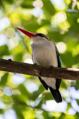 Halcyon senegaloides