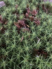 Polytrichum juniperinum