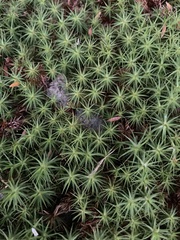 Polytrichum juniperinum