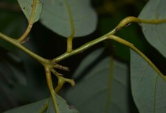 Cryptocarya vulgaris