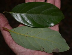 Cryptocarya vulgaris