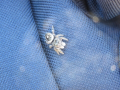 Phidippus californicus