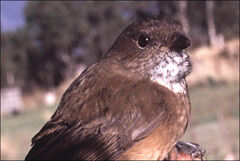 Pachycephala olivacea