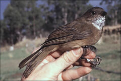 Pachycephala olivacea