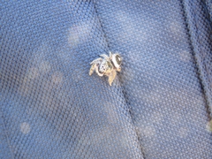 Phidippus californicus