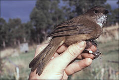 Pachycephala olivacea