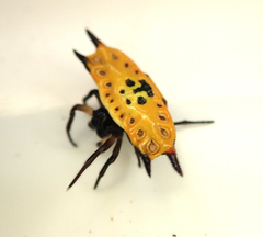 Gasteracantha quadrispinosa