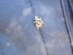 Phidippus californicus