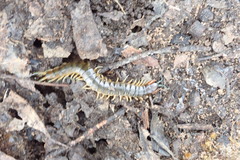 Cormocephalus