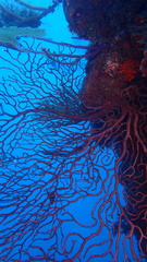 Iciligorgia schrammi