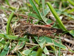Heteropternis rufipes