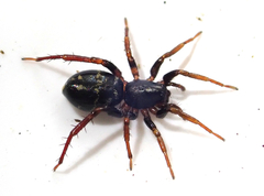 Disnyssus