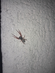 Trachelidae