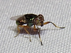 Physiphora clausa