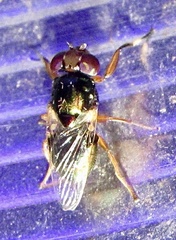 Physiphora clausa