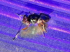 Physiphora clausa