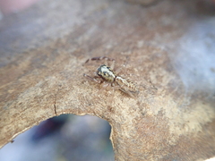 Adoxotoma nodosa
