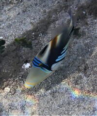 Rhinecanthus aculeatus