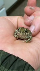 Anaxyrus boreas halophilus