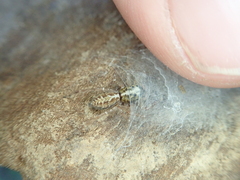 Adoxotoma nodosa