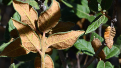 Quercus miquihuanensis