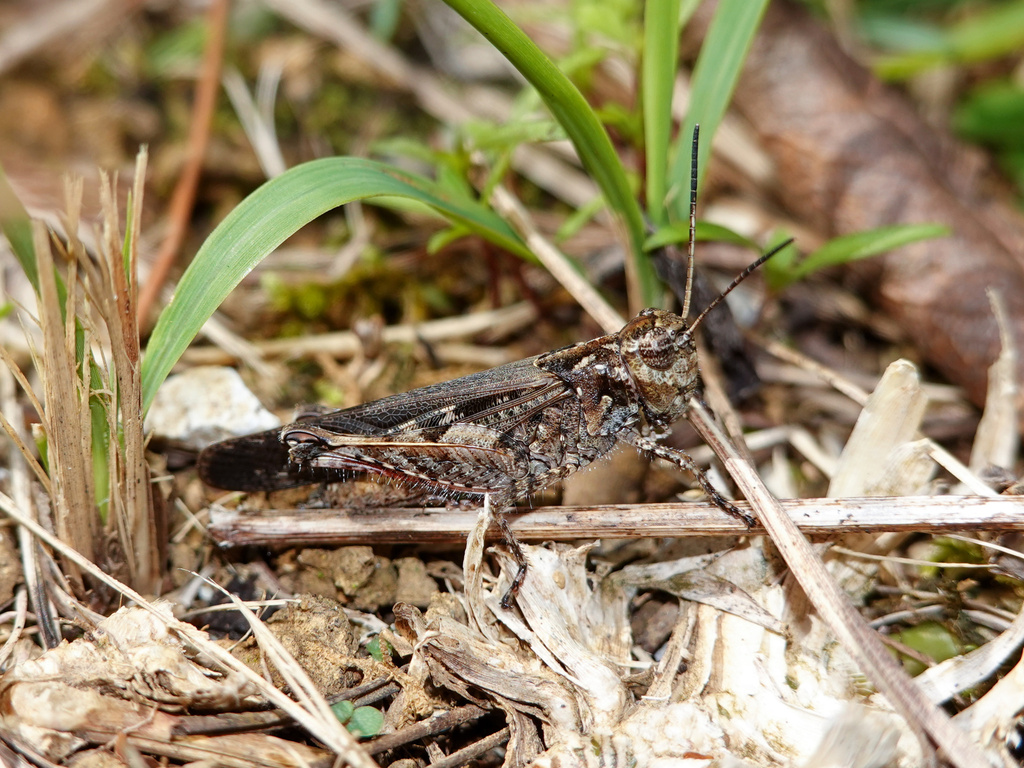 Heteropternis rufipes
