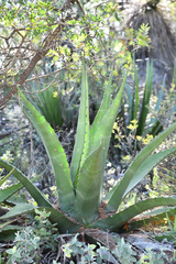 Agave gentryi