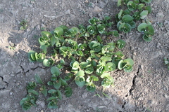 Bacopa rotundifolia