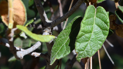 Quercus miquihuanensis