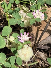 Trifolium tomentosum