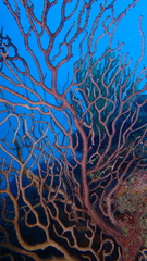 Iciligorgia schrammi