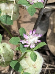 Trifolium tomentosum