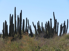 Stenocereus thurberi