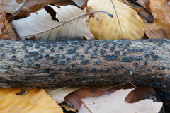 Biscogniauxia marginata