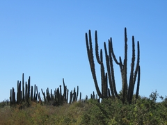 Stenocereus thurberi