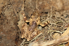 Litoria rothii